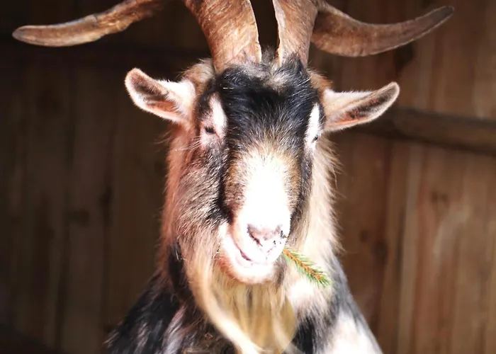 Pod Lasem * Tupadła