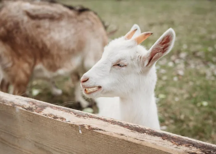 Pod Lasem ファームステイ *