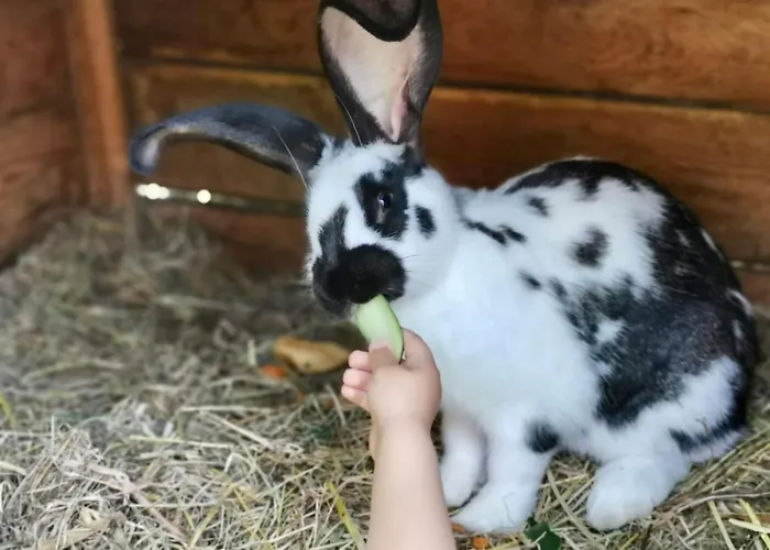 ファームステイ Pod Lasem Tupadła