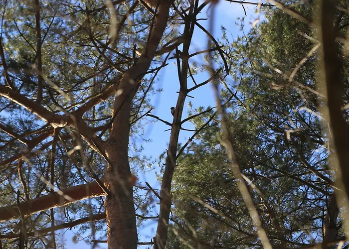 Pod Lasem ファームステイ