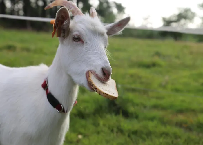 ファームステイ Pod Lasem